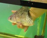 Cá sống sót 6 tháng dù chỉ còn một nửa thân